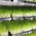 广西正宗新鲜纯手工豌豆芽豌豆苗