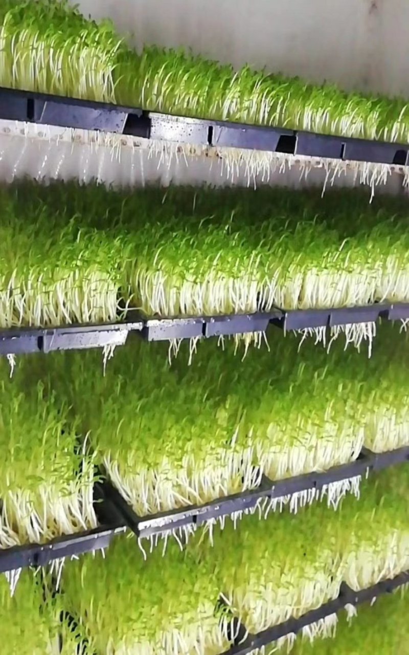 广西正宗新鲜纯手工豌豆芽豌豆苗