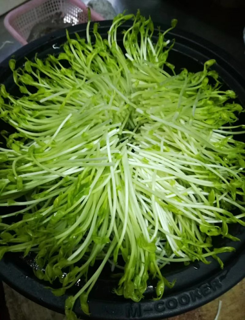 广西正宗新鲜纯手工豌豆芽豌豆苗