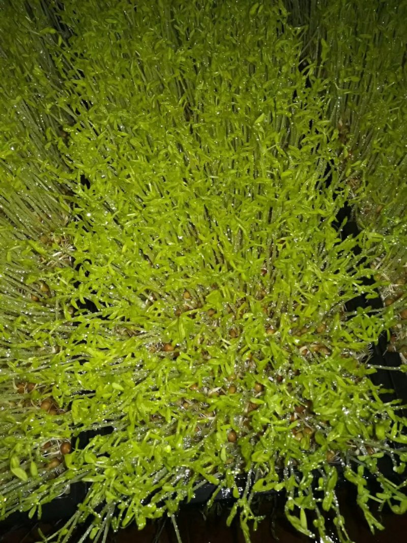广西正宗新鲜纯手工豌豆芽豌豆苗