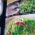 广西正宗新鲜纯手工豌豆芽豌豆苗