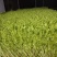 广西正宗新鲜纯手工豌豆芽豌豆苗