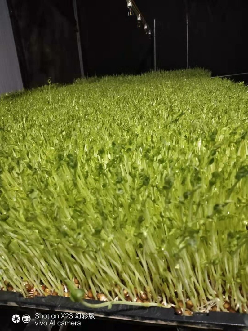 广西正宗新鲜纯手工豌豆芽豌豆苗