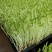 广西正宗新鲜纯手工豌豆芽豌豆苗