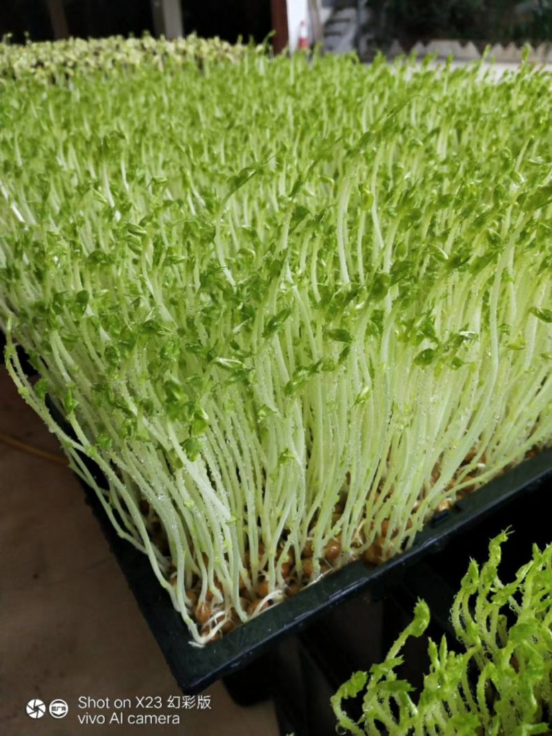 广西正宗新鲜纯手工豌豆芽豌豆苗