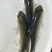 青鱼黑鲩鱼苗规格大小漂亮已训食料全国发货