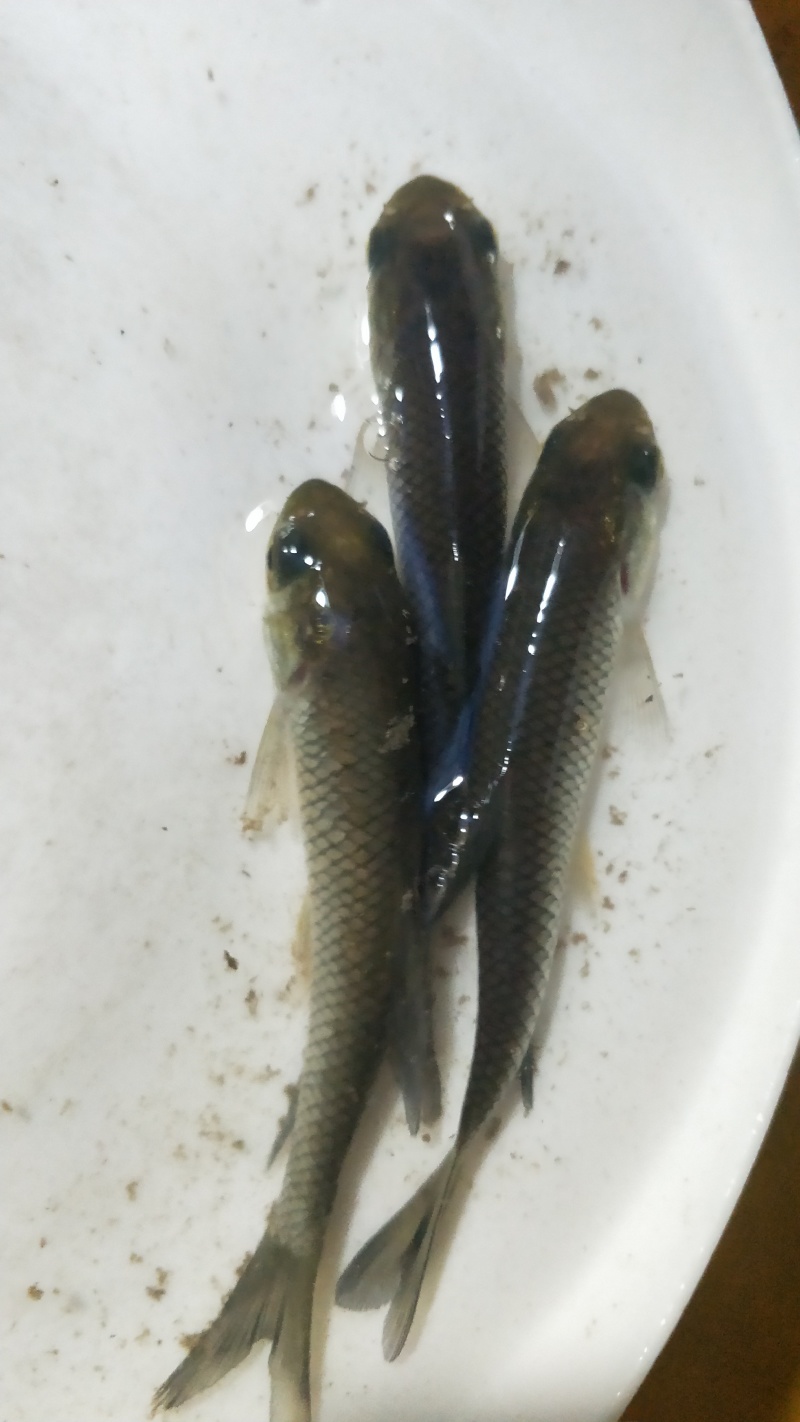 青鱼黑鲩鱼苗规格大小漂亮已训食料全国发货