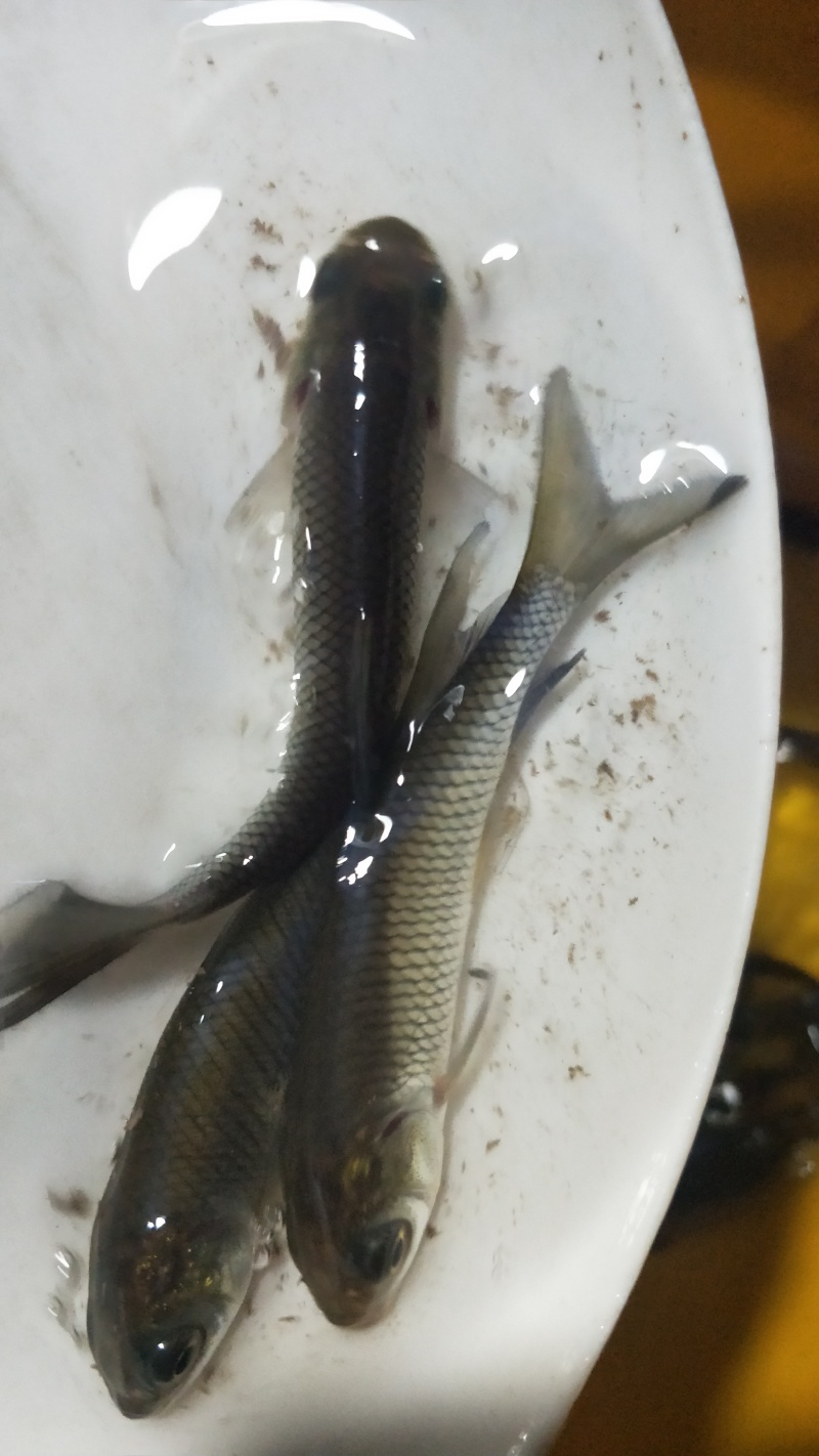 青鱼黑鲩鱼苗规格大小漂亮已训食料全国发货