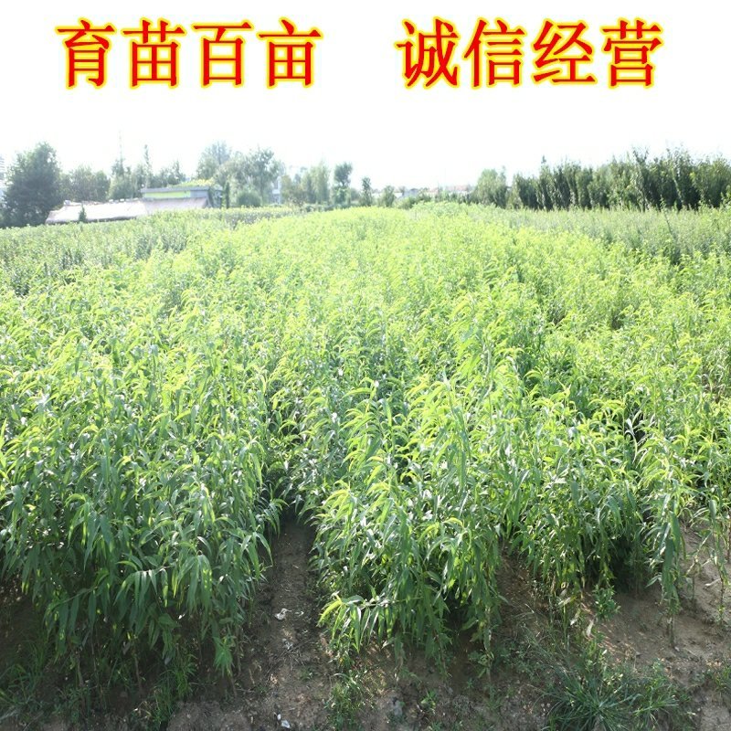 嫁接桃树苗永莲蜜桃树苗水蜜桃树苗南北方种植果树苗