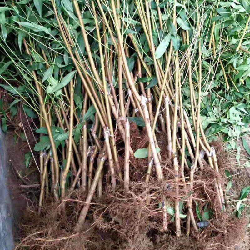 嫁接桃树苗永莲蜜桃树苗水蜜桃树苗南北方种植果树苗