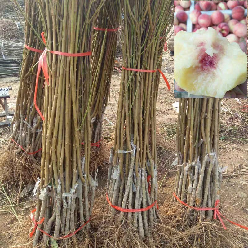嫁接桃树苗永莲蜜桃树苗水蜜桃树苗南北方种植果树苗