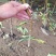 嫁接桃树苗永莲蜜桃树苗水蜜桃树苗南北方种植果树苗