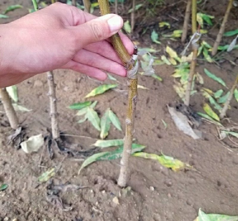 嫁接桃树苗永莲蜜桃树苗水蜜桃树苗南北方种植果树苗