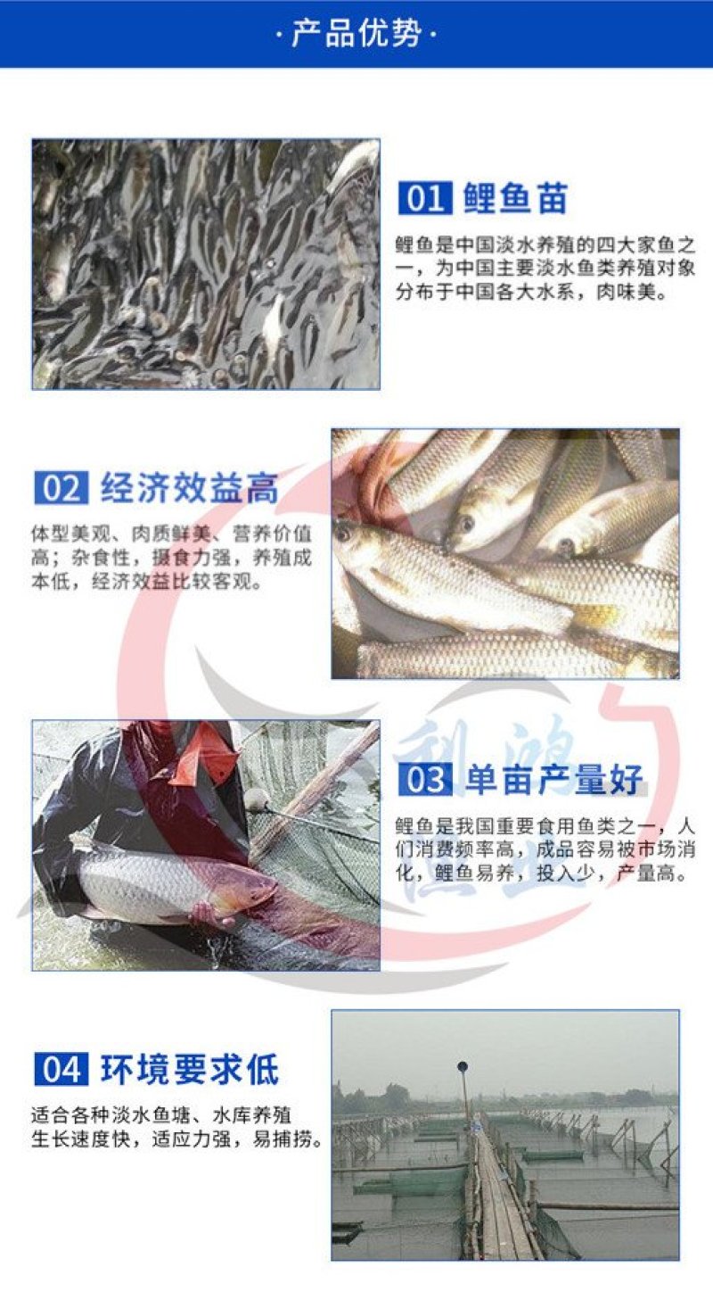 鲤鱼苗建鲤杂交鲤超级鲤全国包活发货