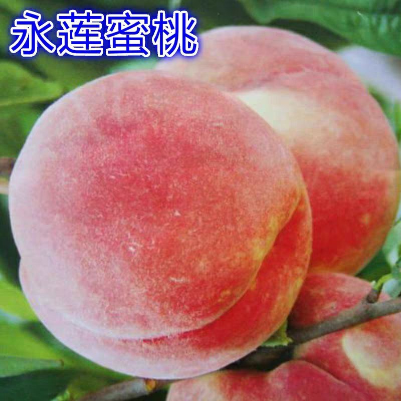 嫁接桃树苗永莲蜜桃树苗水蜜桃树苗南北方种植果树苗