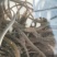 鳗鱼苗花鳗鱼鱼苗白鳝鱼苗已训食料欢迎订购