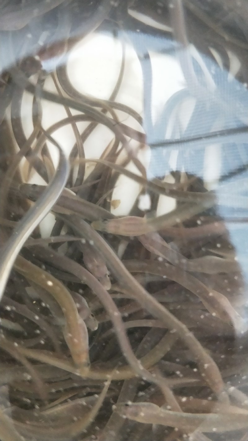 鳗鱼苗花鳗鱼鱼苗白鳝鱼苗已训食料欢迎订购