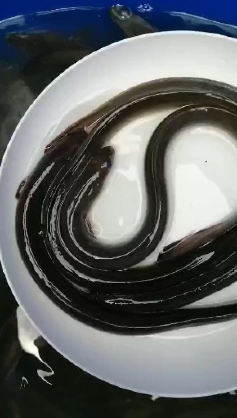 鳗鱼苗花鳗鱼鱼苗白鳝鱼苗已训食料欢迎订购