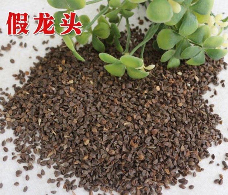 假龙头花种花籽多年生耐寒耐热室内阳台盆栽宿根假龙头花卉种