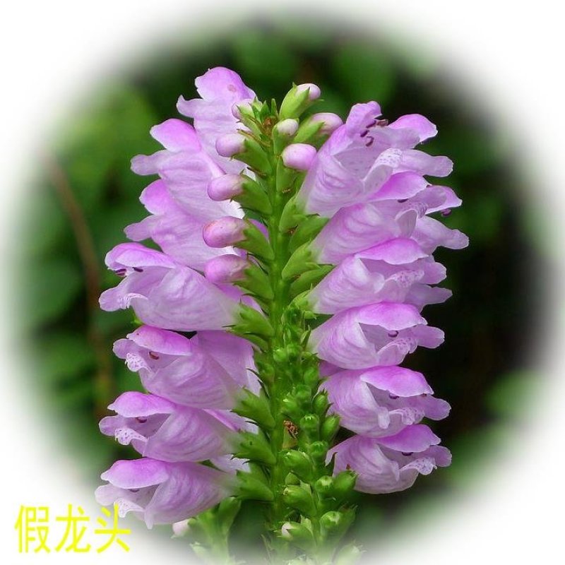假龙头花种花籽多年生耐寒耐热室内阳台盆栽宿根假龙头花卉种
