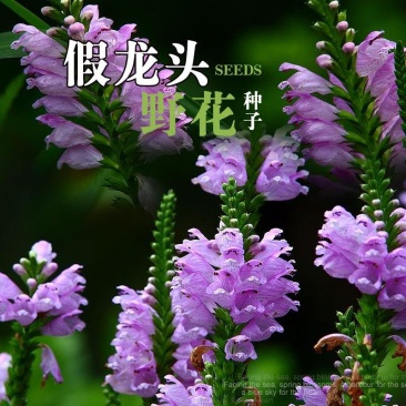 假龙头花种花籽多年生耐寒耐热室内阳台盆栽宿根假龙头花卉种