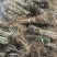芦苇苗，芦苇芦竹、单棵苗山东芦苇苗，耐寒耐旱工程苗