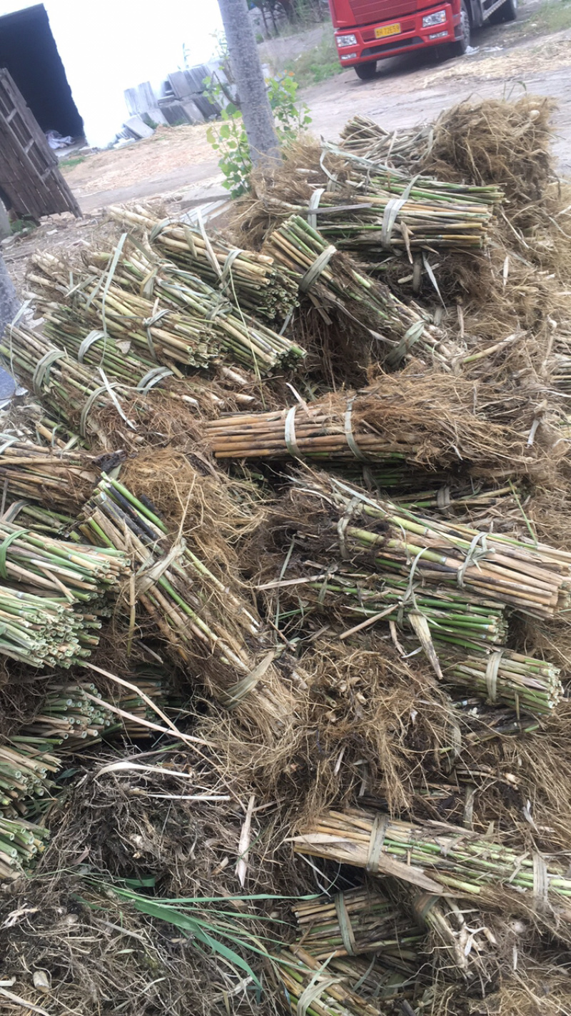 芦苇苗，芦苇芦竹、单棵苗山东芦苇苗，耐寒耐旱工程苗