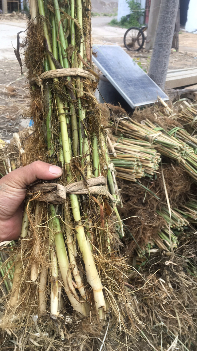 芦苇苗，芦苇芦竹、单棵苗山东芦苇苗，耐寒耐旱工程苗