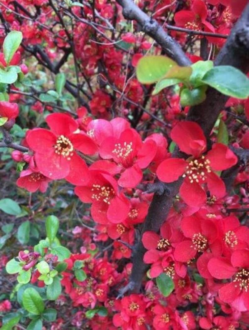 东洋景复色海棠，耐寒耐冻，冬天开花，多种颜色