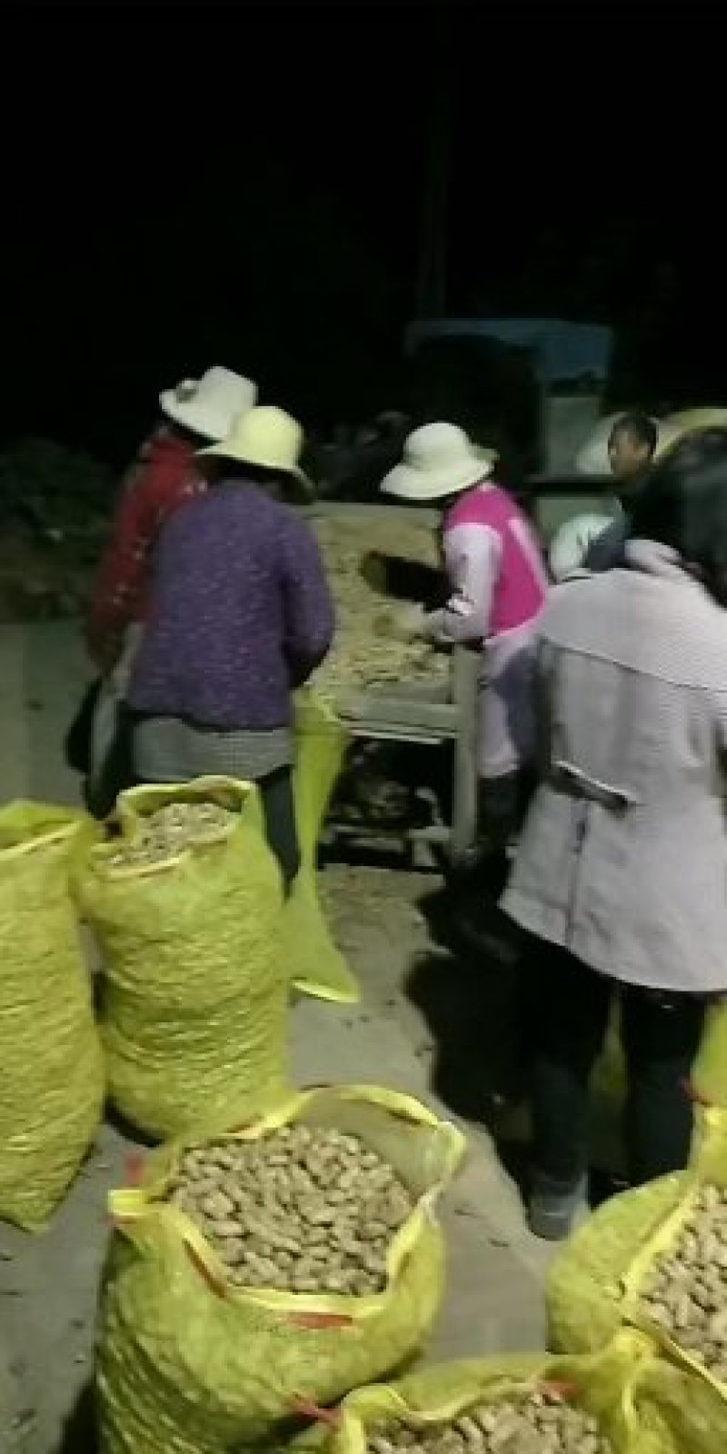 花生，鲜货，带壳，海花，颗粒饱满，过筛手捡，精品货