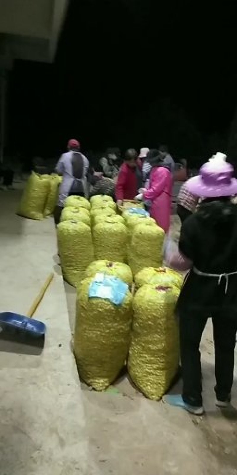 花生，鲜货，带壳，海花，颗粒饱满，过筛手捡，精品货