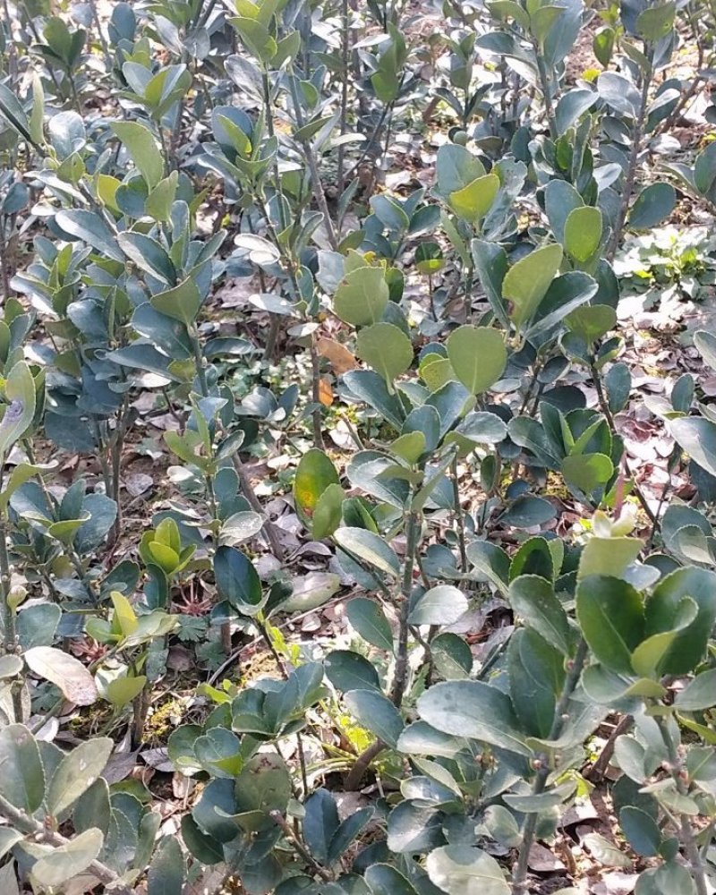 冬青苗，自家苗圃冬青，基地直销
