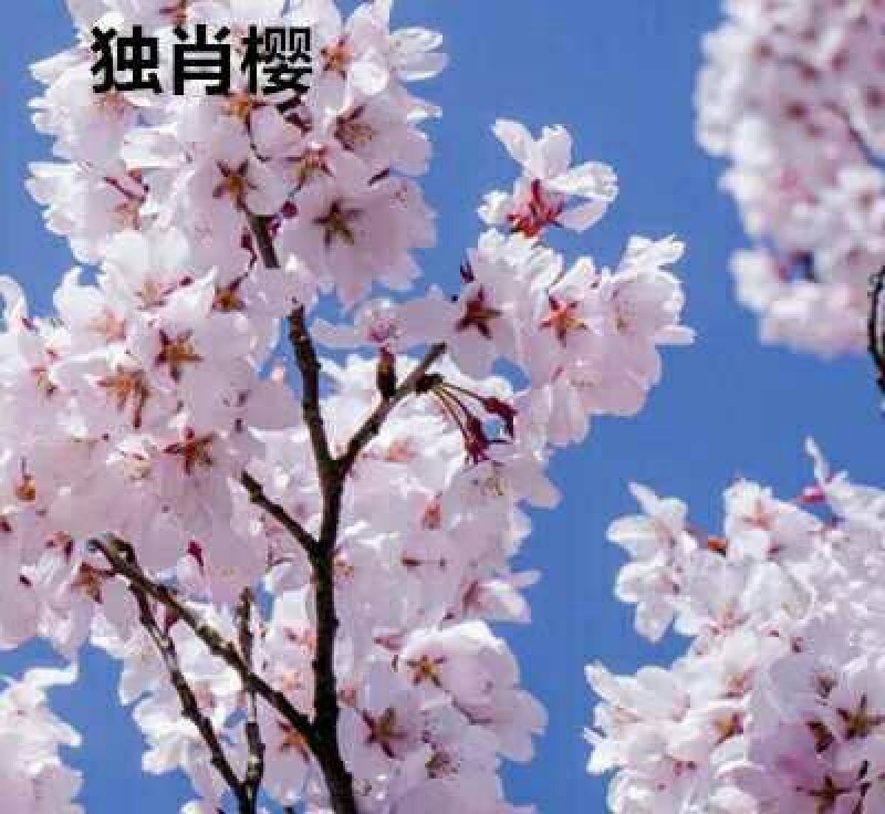批发樱花小苗观花绿化树苗四季栽种