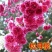 批发樱花小苗观花绿化树苗四季栽种