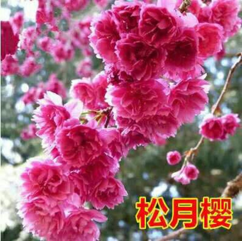 批发樱花小苗观花绿化树苗四季栽种