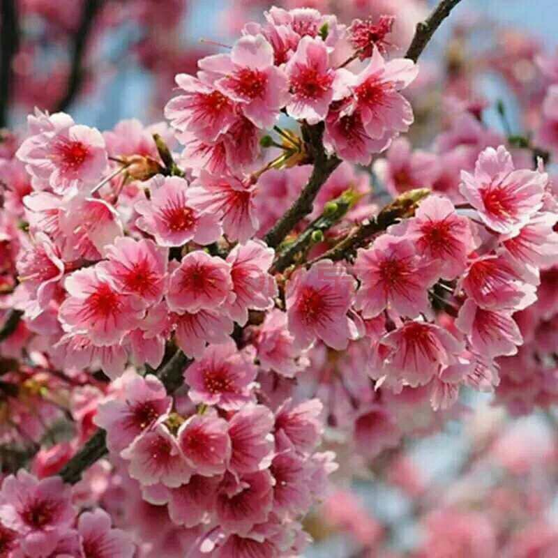 批发樱花小苗观花绿化树苗四季栽种