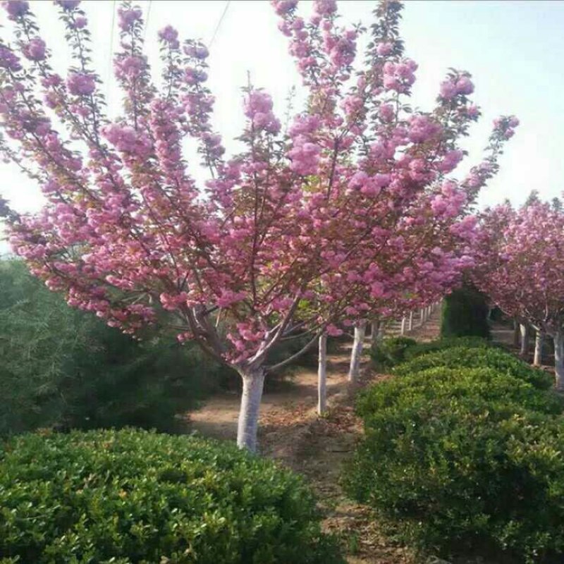 批发樱花小苗观花绿化树苗四季栽种