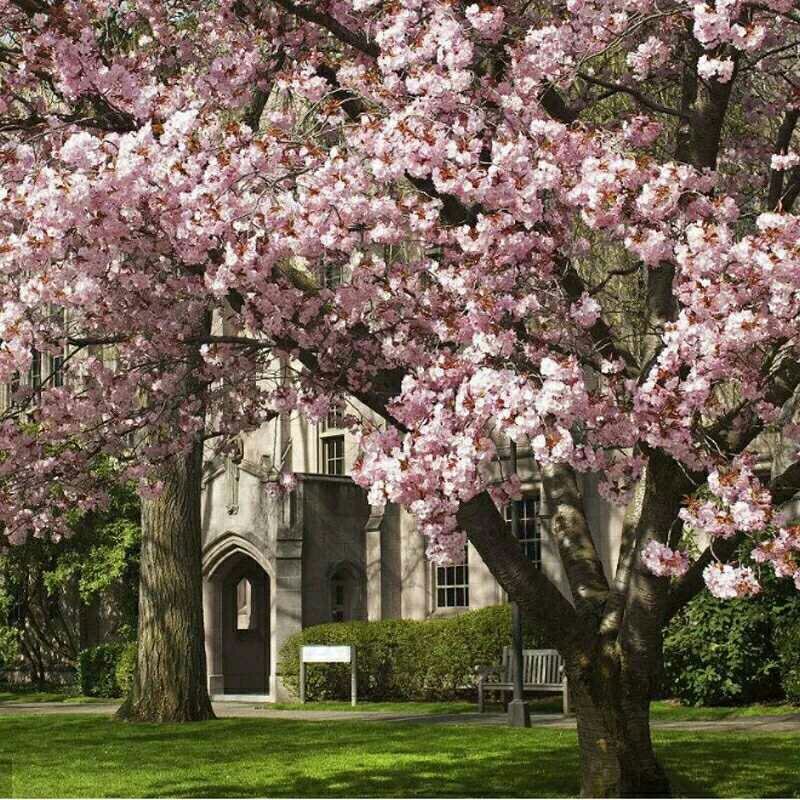 批发樱花小苗观花绿化树苗四季栽种