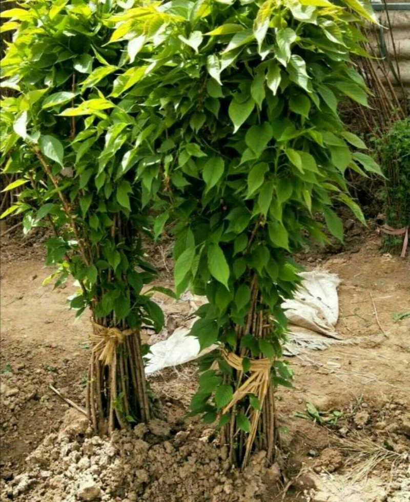 批发樱花小苗观花绿化树苗四季栽种