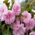 批发樱花小苗观花绿化树苗四季栽种