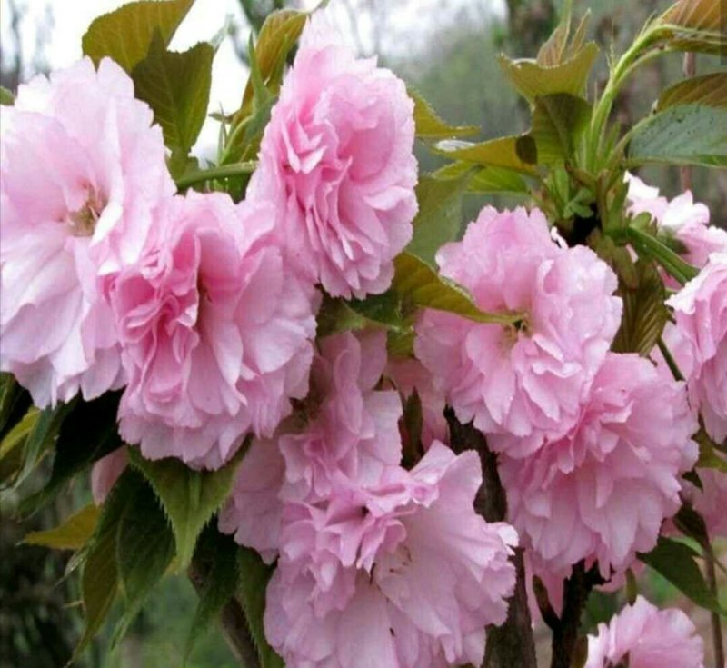 批发樱花小苗观花绿化树苗四季栽种