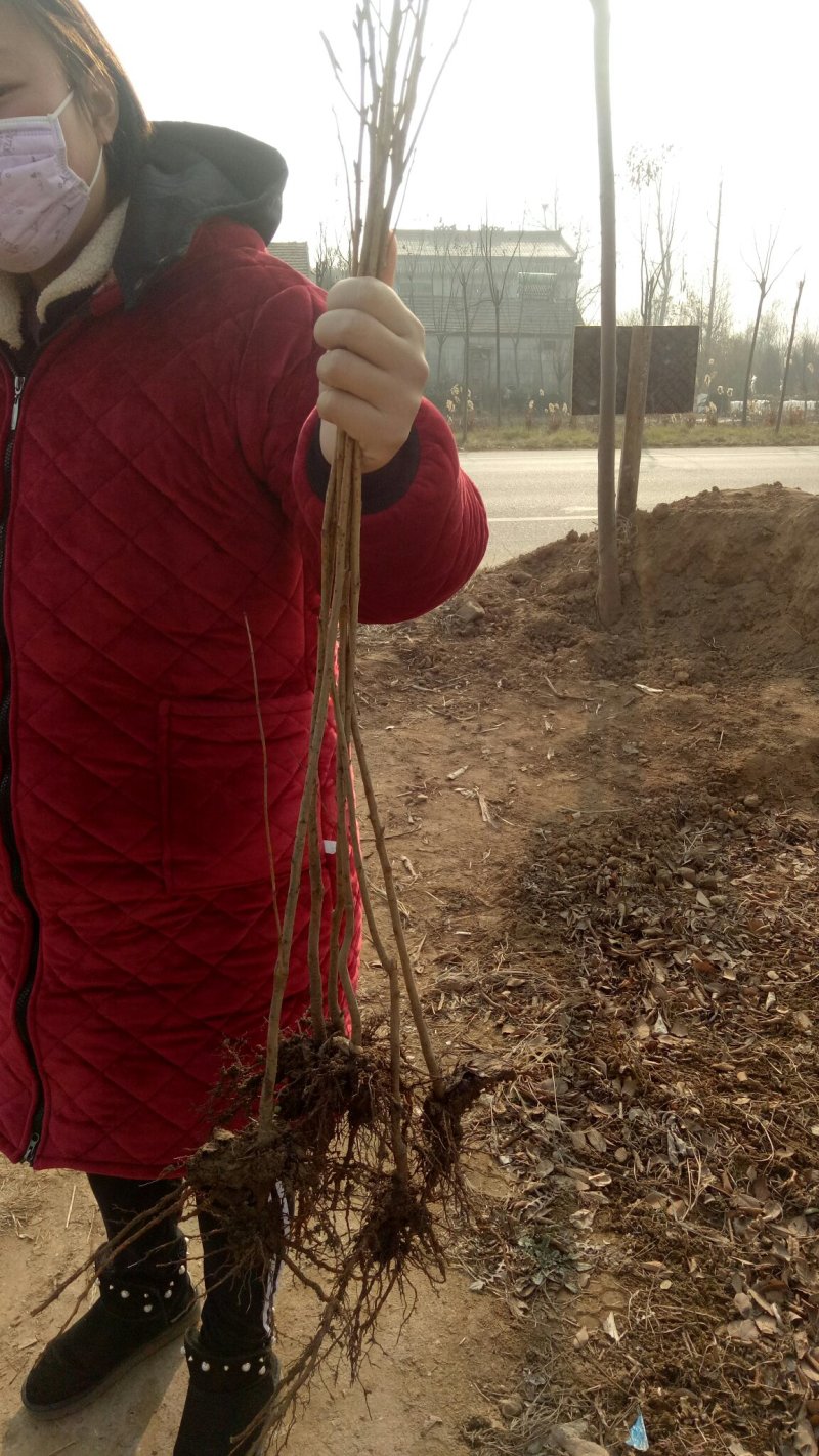 批发樱花小苗观花绿化树苗四季栽种