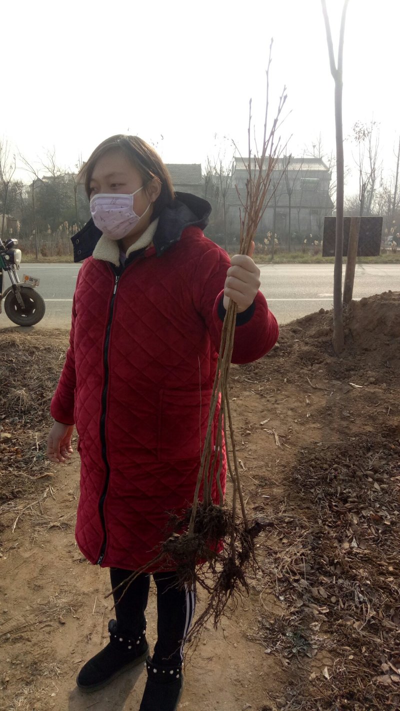 批发樱花小苗观花绿化树苗四季栽种
