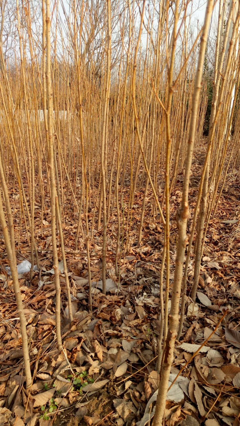批发樱花小苗观花绿化树苗四季栽种