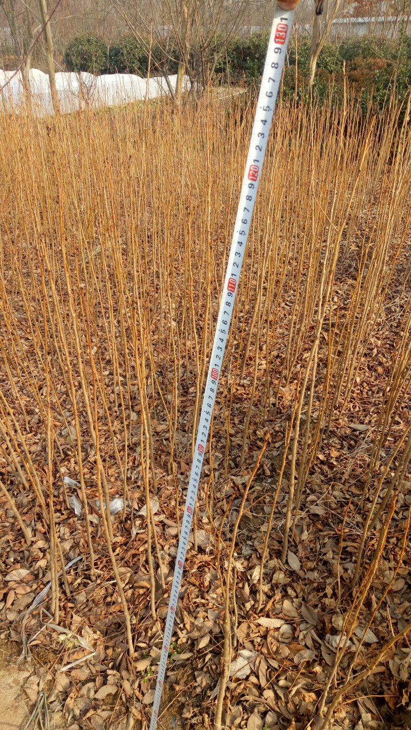 批发樱花小苗观花绿化树苗四季栽种