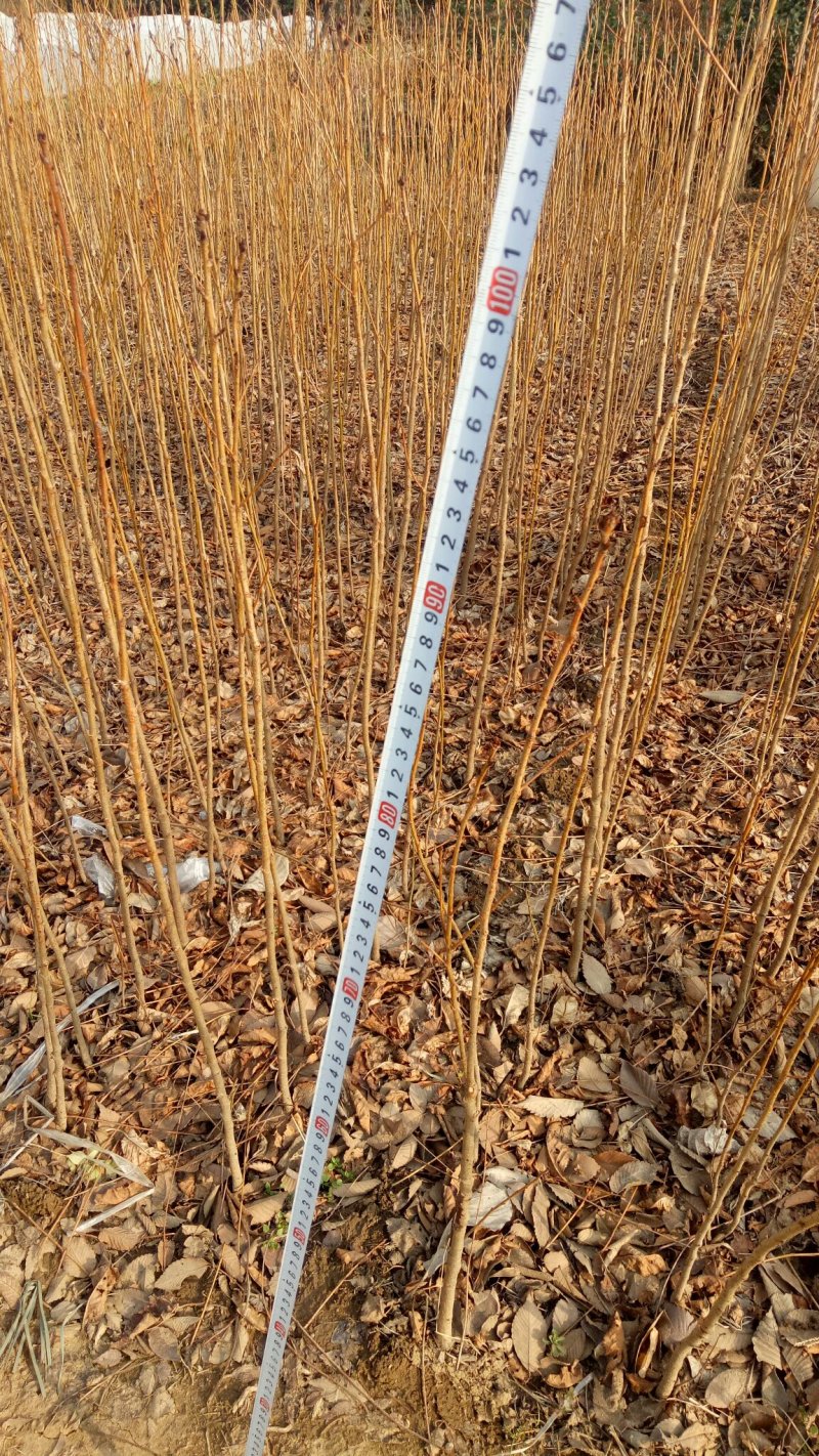 批发樱花小苗观花绿化树苗四季栽种
