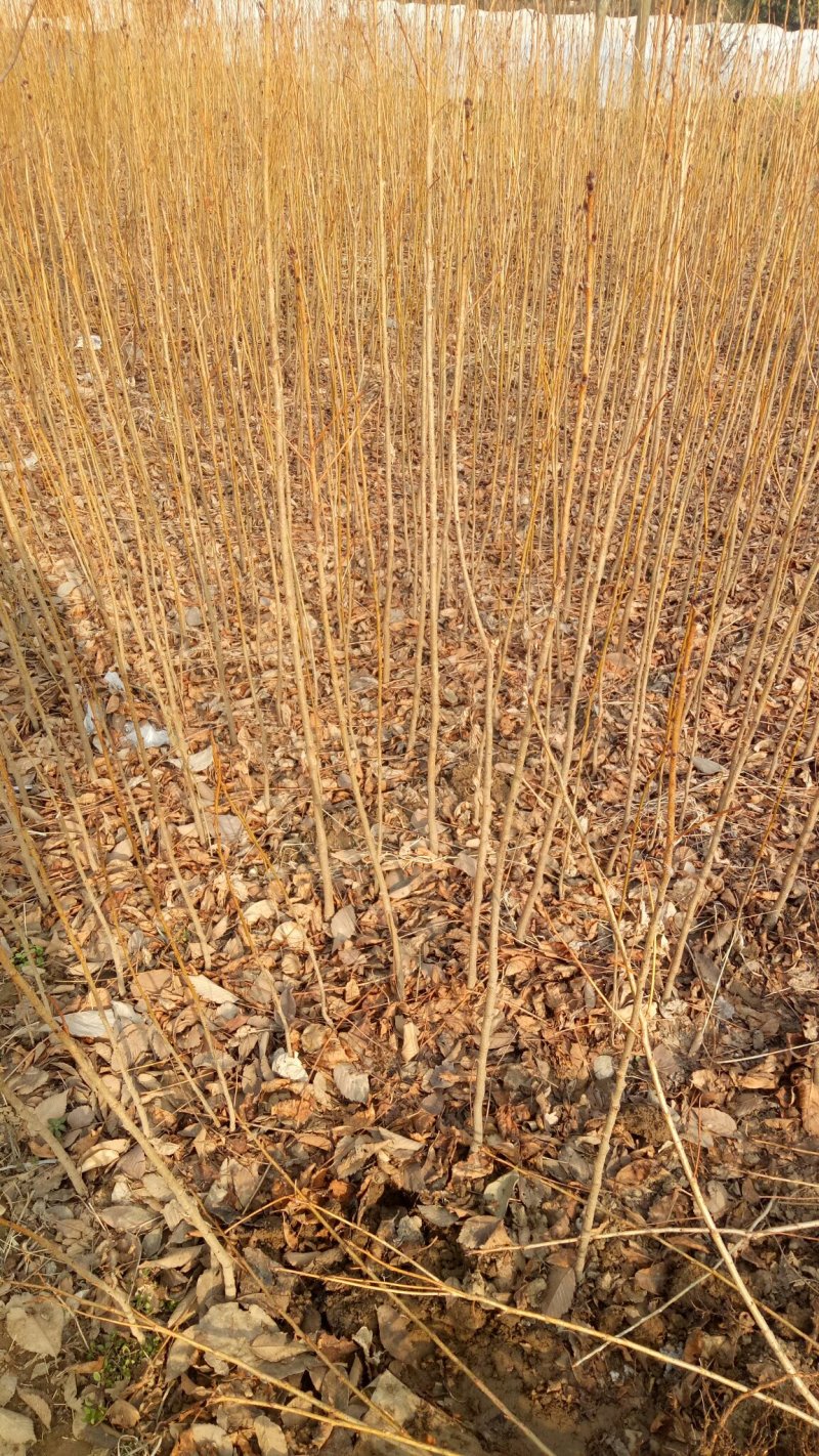 批发樱花小苗观花绿化树苗四季栽种