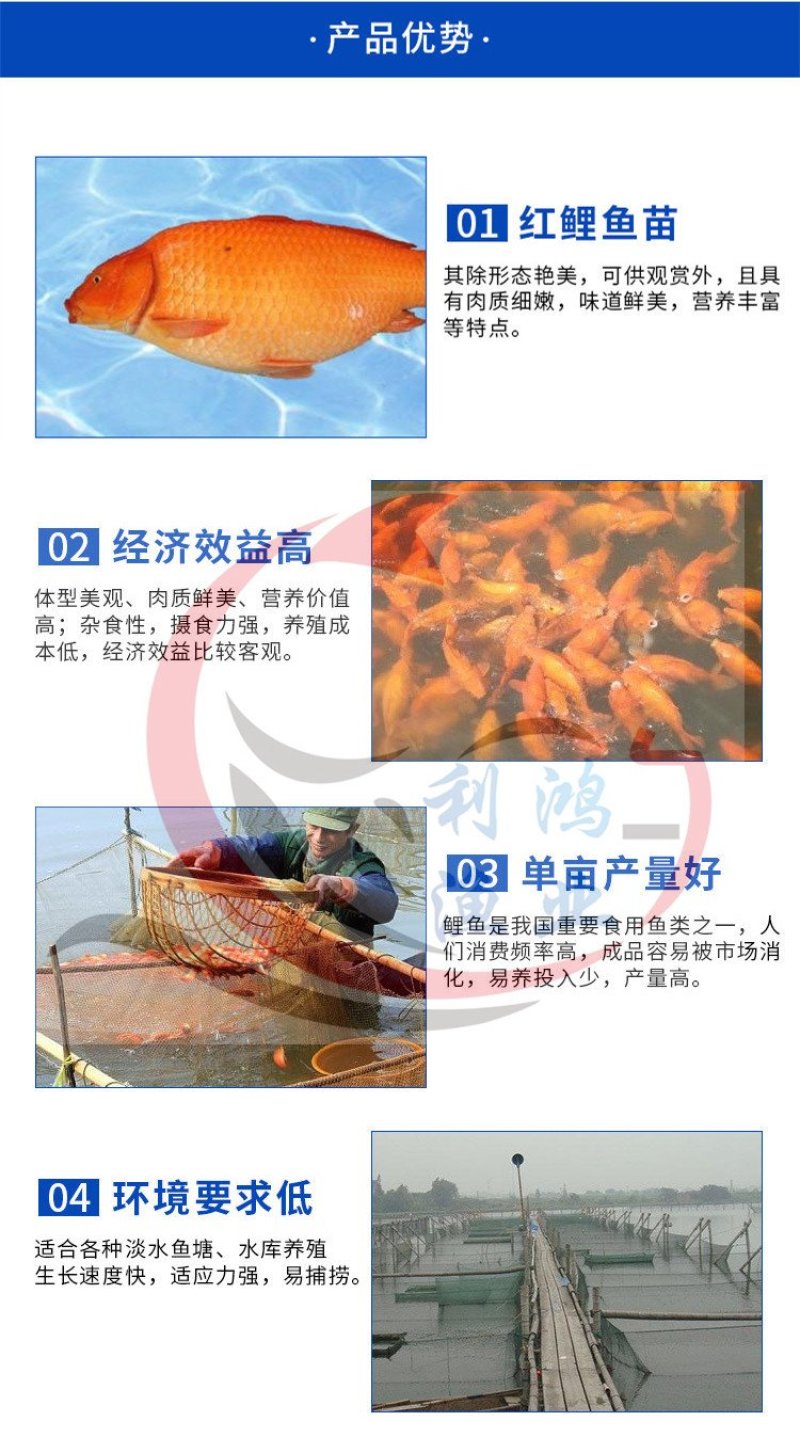 红鲤鱼苗兴国红鲤鱼全国包活发货抗病毒生长快