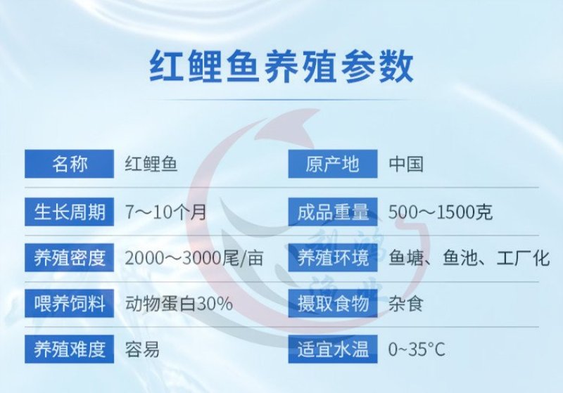 红鲤鱼苗兴国红鲤鱼全国包活发货抗病毒生长快