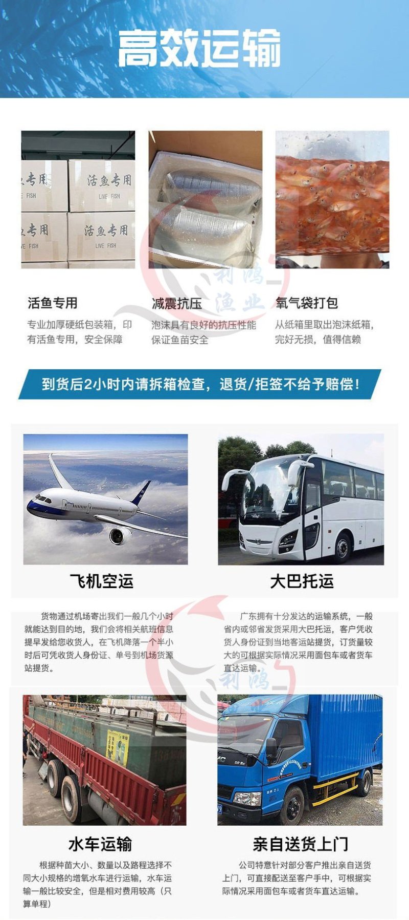 红鲤鱼苗兴国红鲤鱼全国包活发货抗病毒生长快